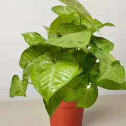 Syngonium Cream Allusion houseplant