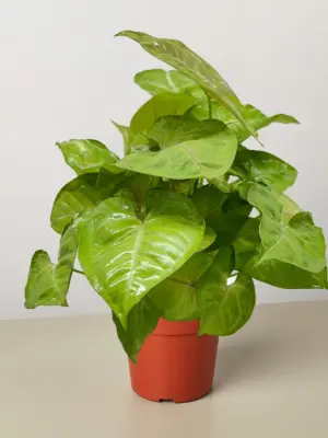 Syngonium Cream Allusion houseplant