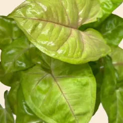 Syngonium Cream Allusion — additional view