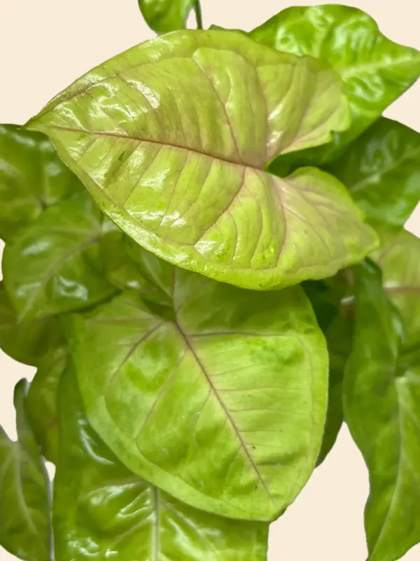 Syngonium Cream Allusion — additional view