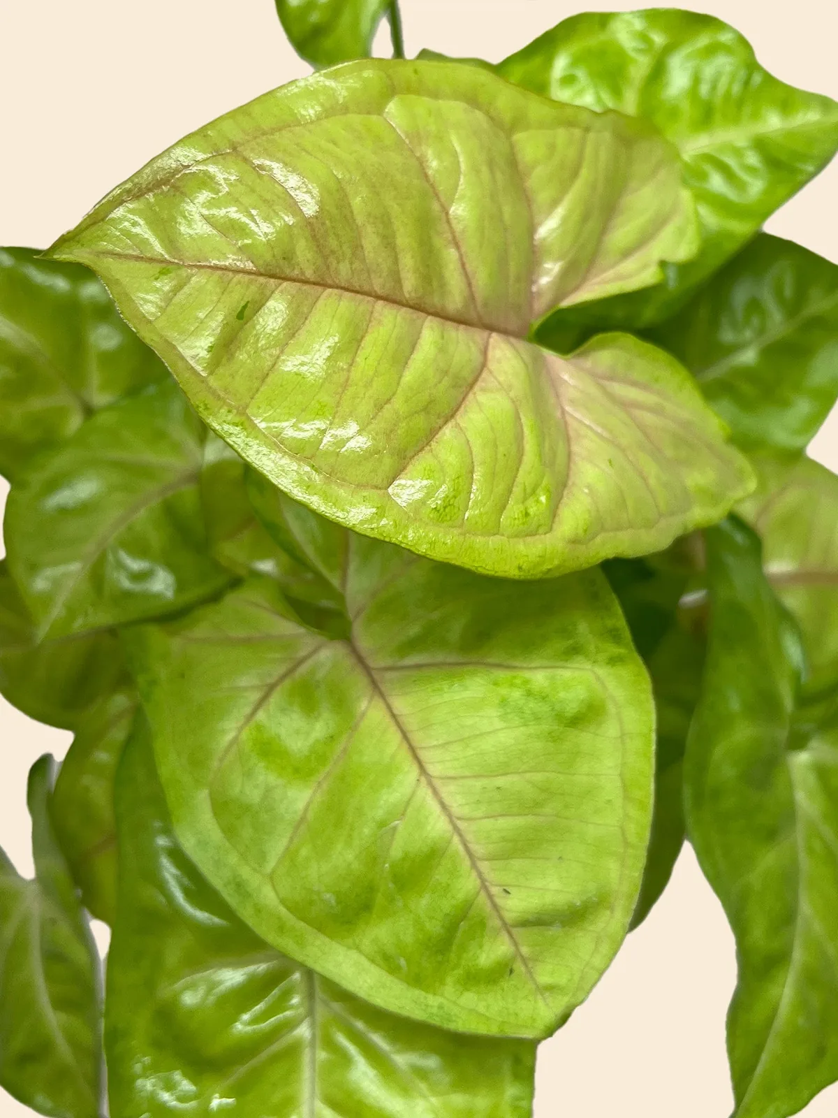 Syngonium Cream Allusion — additional view