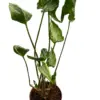 Syngonium 'Godzilla' houseplant