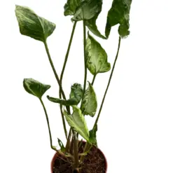 Syngonium 'Godzilla' houseplant
