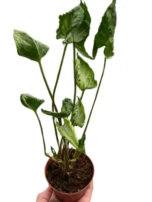 Syngonium 'Godzilla' houseplant