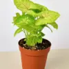 Syngonium 'Gold' houseplant