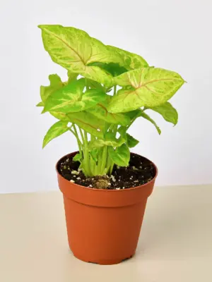 Syngonium 'Gold' houseplant