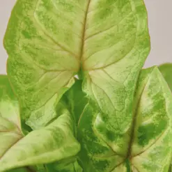 Syngonium 'Gold' — leaf detail close-up