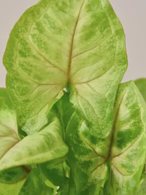 Syngonium 'Gold' — leaf detail close-up