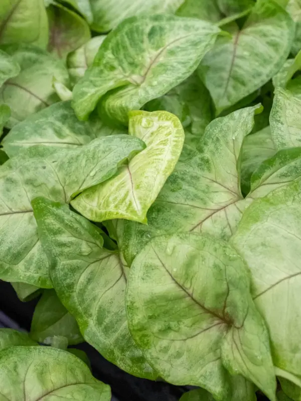 Syngonium 'Gold' — additional view