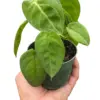 Syngonium 'Ice Frost' houseplant