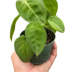 Syngonium 'Ice Frost' houseplant