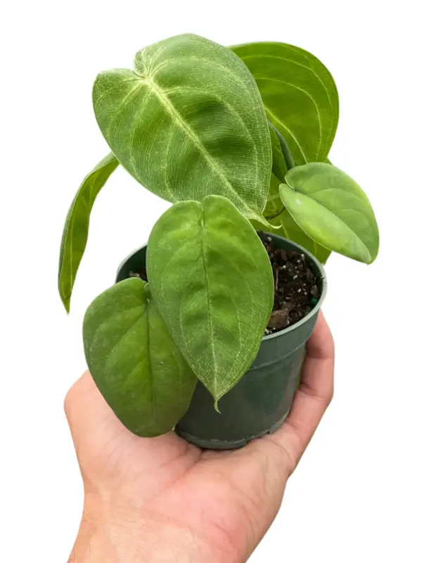 Syngonium 'Ice Frost' houseplant