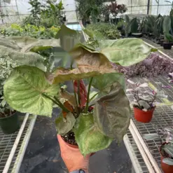Syngonium 'Merry' houseplant