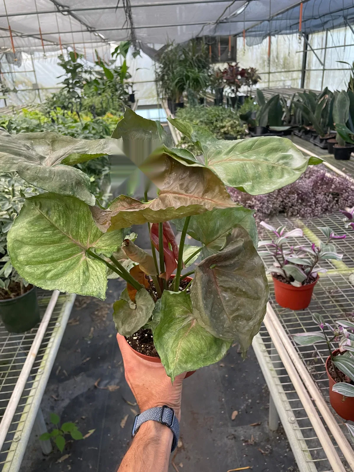 Syngonium 
