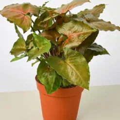 Syngonium 'Merry' — additional view