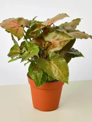 Syngonium 'Merry' — additional view