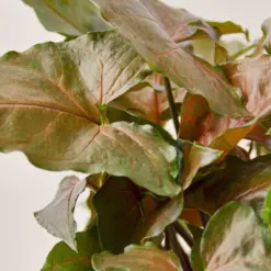 Syngonium 'Merry' — leaf detail close-up