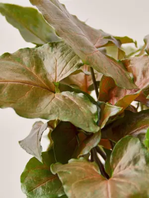 Syngonium 'Merry' — leaf detail close-up