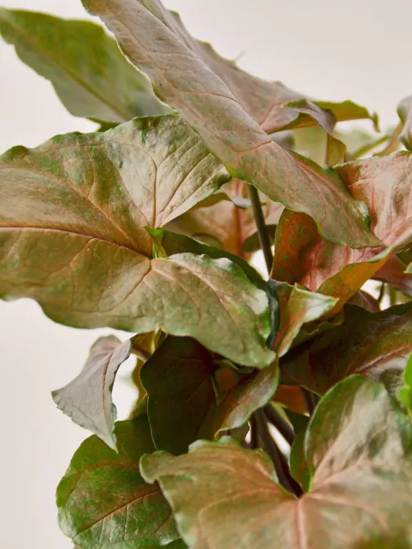 Syngonium 'Merry' — leaf detail close-up