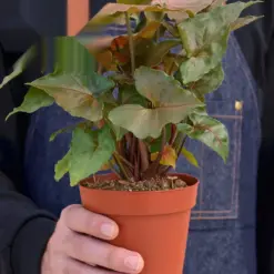 Syngonium 'Merry' — held in hand for size reference