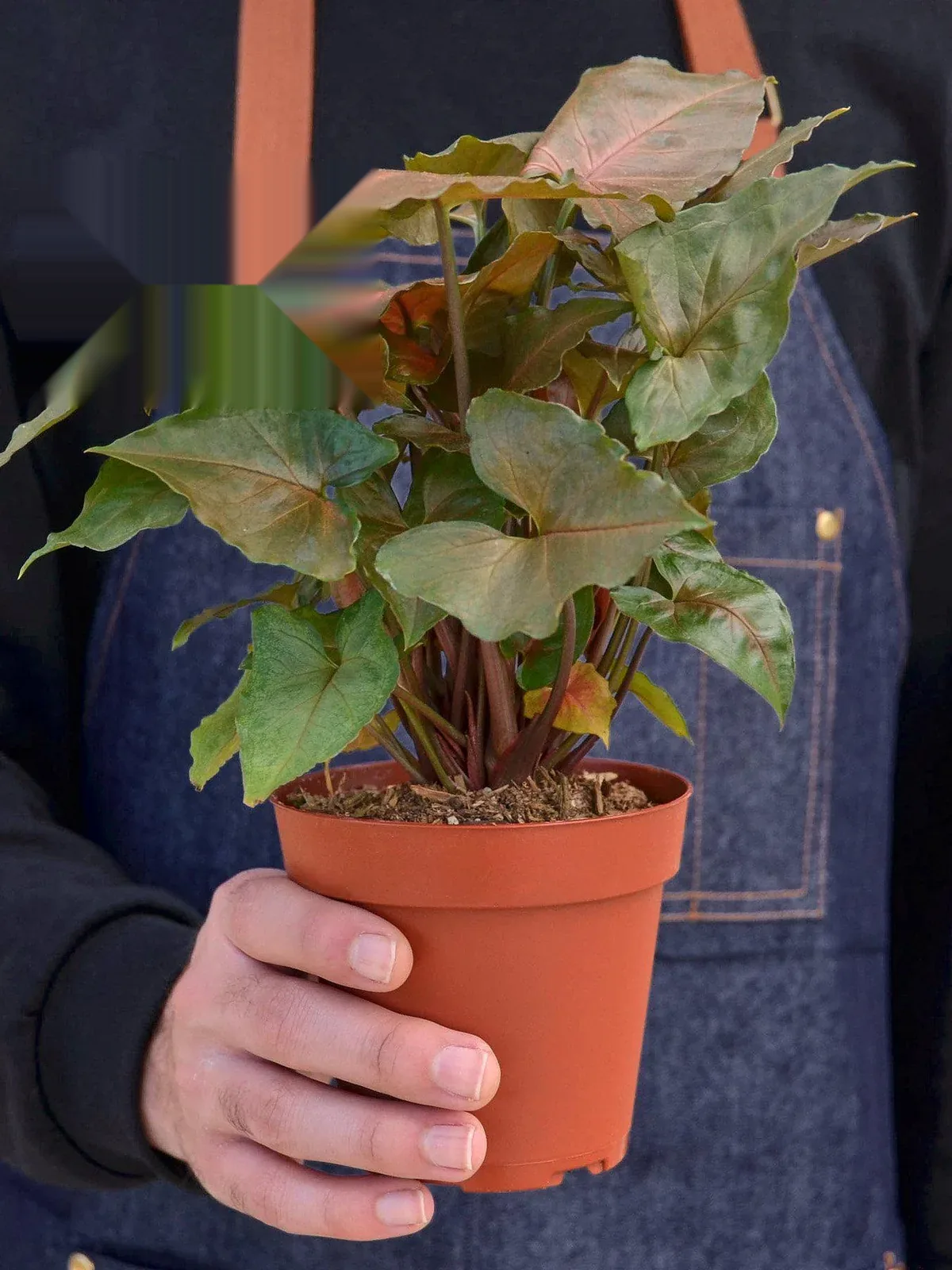 Syngonium 