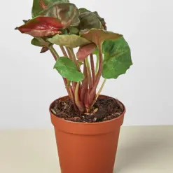Syngonium 'Merry' — additional view