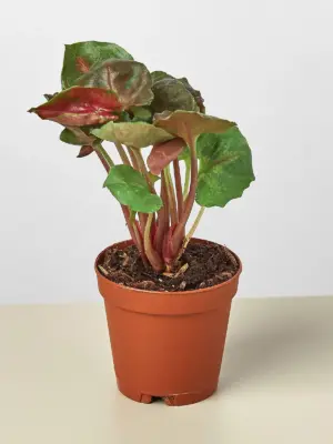 Syngonium 'Merry' — additional view