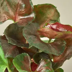 Syngonium 'Merry' — leaf detail close-up
