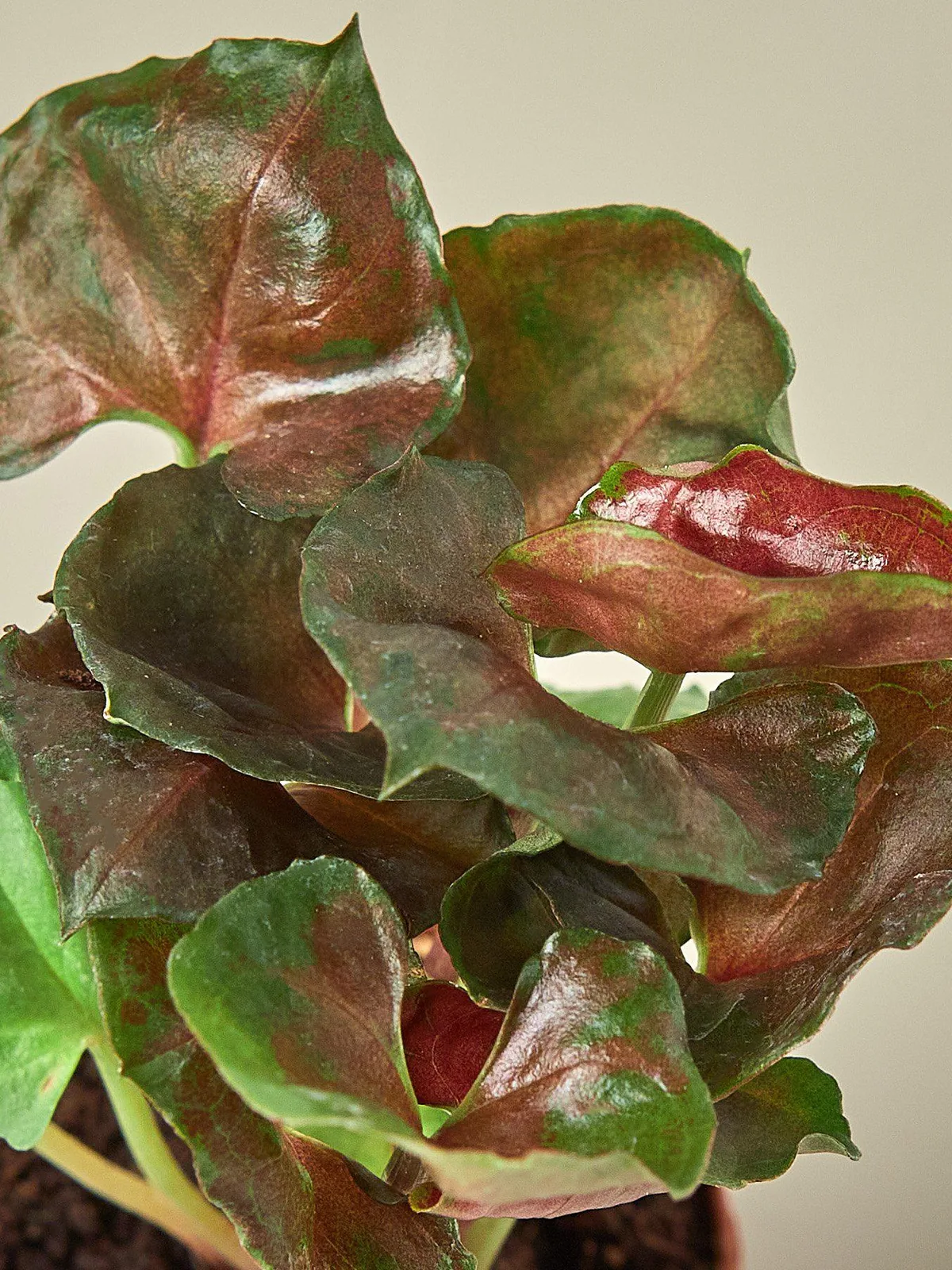 Syngonium 