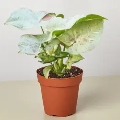 Syngonium 'Milk Confetti' houseplant