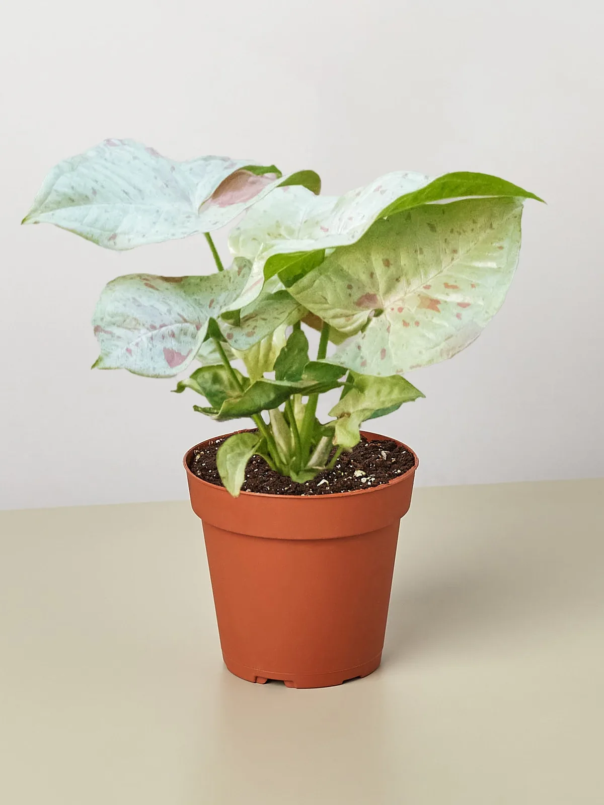 Syngonium 