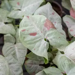 Syngonium 'Milk Confetti' — additional view