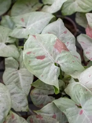 Syngonium 'Milk Confetti' — additional view