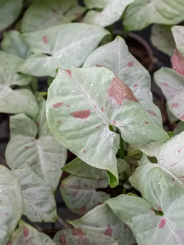 Syngonium 'Milk Confetti' — additional view