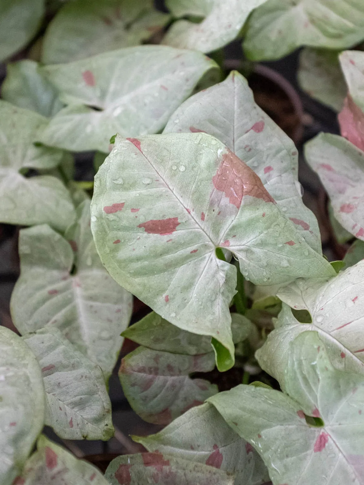 Syngonium 