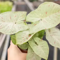 Syngonium 'Milk Confetti' — additional view