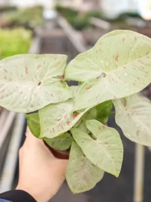 Syngonium 'Milk Confetti' — additional view