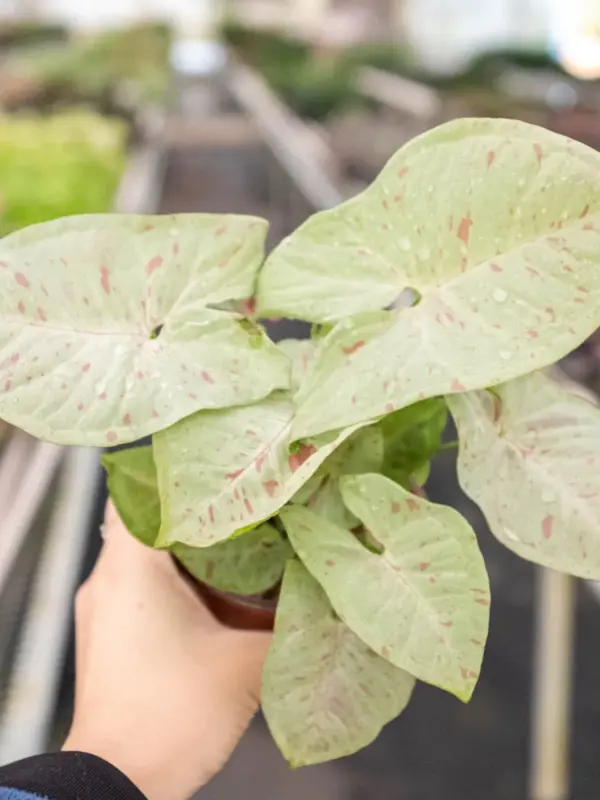 Syngonium 'Milk Confetti' — additional view