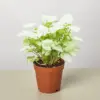 Syngonium 'Moonshine' houseplant