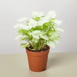 Syngonium 'Moonshine' houseplant