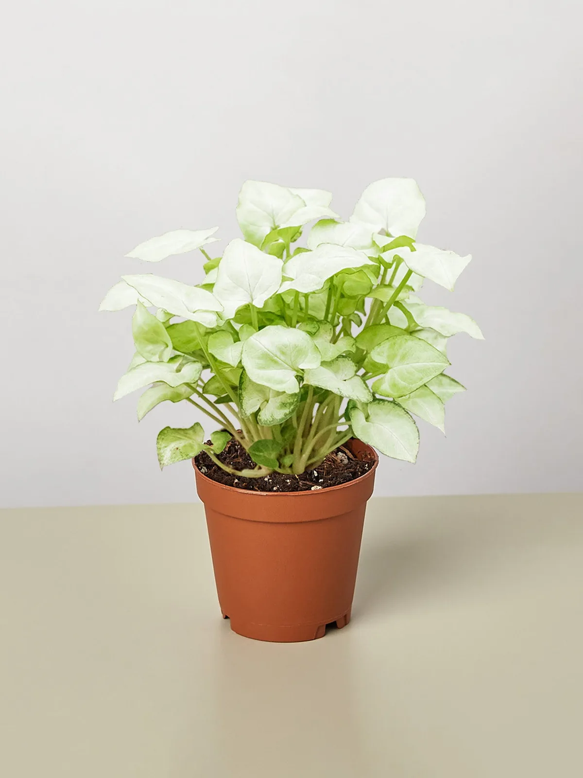 Syngonium 