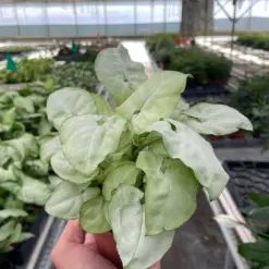 Syngonium 'Moonshine' — additional view