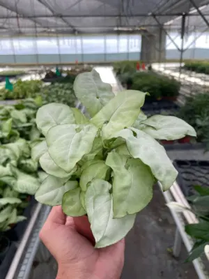 Syngonium 'Moonshine' — additional view
