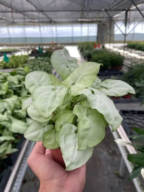 Syngonium 'Moonshine' — additional view