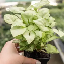 Syngonium 'Moonshine' — additional view