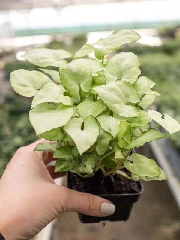 Syngonium 'Moonshine' — additional view