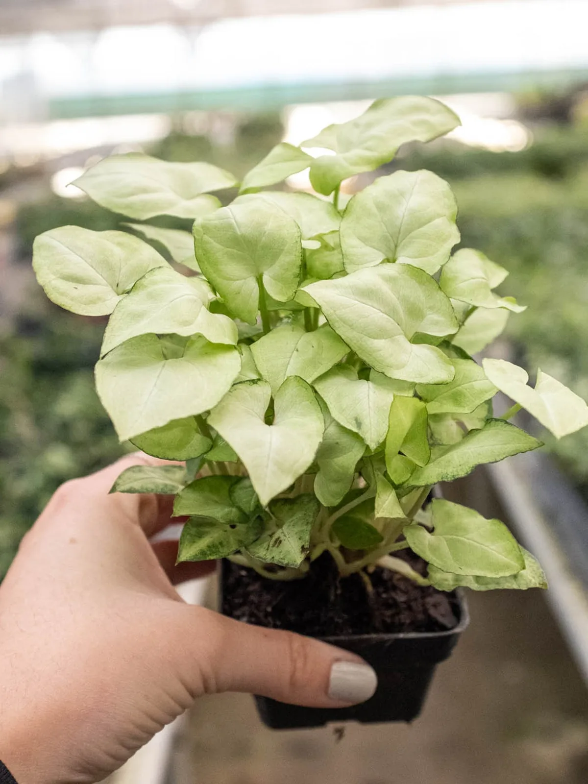 Syngonium 
