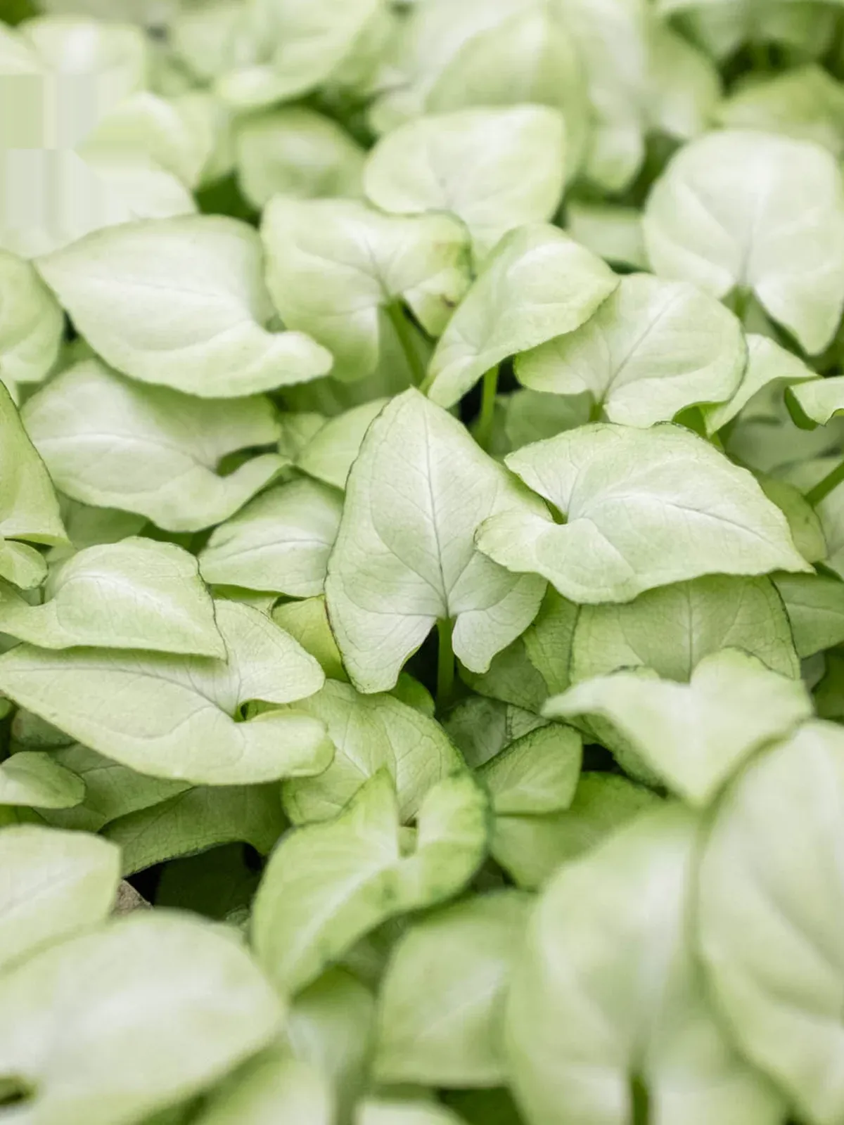 Syngonium 
