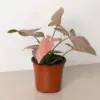 Syngonium 'Pink Splash' houseplant
