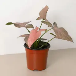 Syngonium 'Pink Splash' houseplant